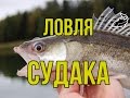 Ловля судака. Ловля судака на течении на живца. Catching walleye on the course on live bait. HD 2016