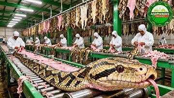 $100 Billion Empire: The Hidden Python Processing Factory