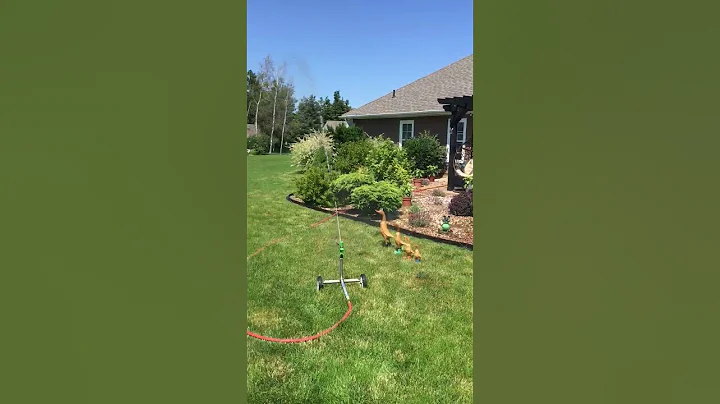 Lisa MacDonald   Our sprinkler waters our back yar...
