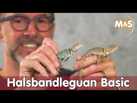 Halsbandleguan Basic | Crotaphytus collaris | Reptil TV