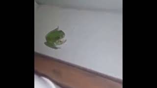 Crazy frog jumps at camera
