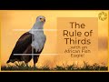 RULE OF THIRDS in WILDLIFE PHOTOGRAPHY.