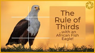 Rule Of Thirds In Wildlife Photography.