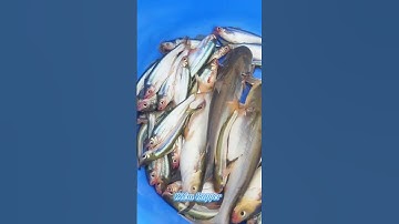 #Shorts / Câu cá ba sa cá xác sọc mồi này nó khoái lắm miền tây sông nước #KiềmRapper