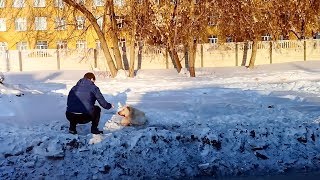 Собака ждала помощи Мы приехали и не смогли уехать без собаки The story of the dog rescue