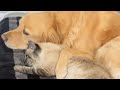 Crazy friendship between dog and a cat