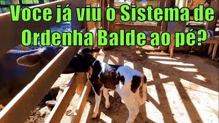 Ordenha mecânica
