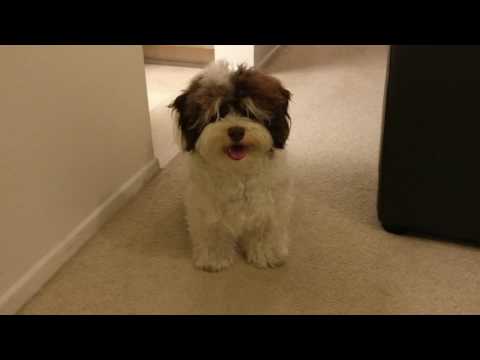 havanese vs cockapoo spoodle grooming funnydog tv havanese vs cockapoo spoodle grooming funnydog tv