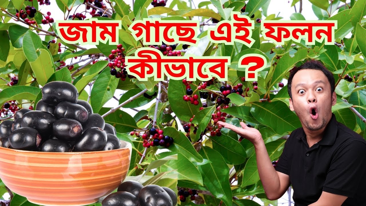 আপনার যদি একটা শখের জাম গাছ থাকে তবে এই ভিডিও টা আপনার জন্নেই