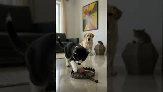 Will It Press the Trap? One Wrong Move and It's Over. #shorts #slowmotionpaw #trapwatch Wealth