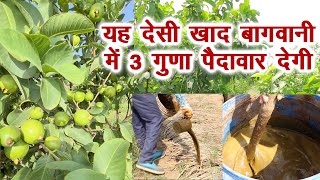 यह देसी खाद बाग में देगी 3 गुना पैदावार, यह किसान ले रहा है || live example || Technical Farming