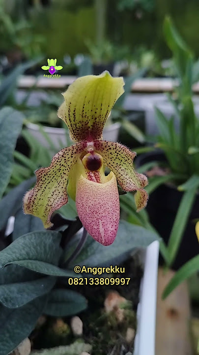Menikmati Cantiknya Paphiopedilum #anggrekku #anggrek #galerianggrekku #campursari #dangdut #orchid