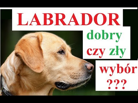 Wideo: Wszystko O Labradorze: Jak Edukować