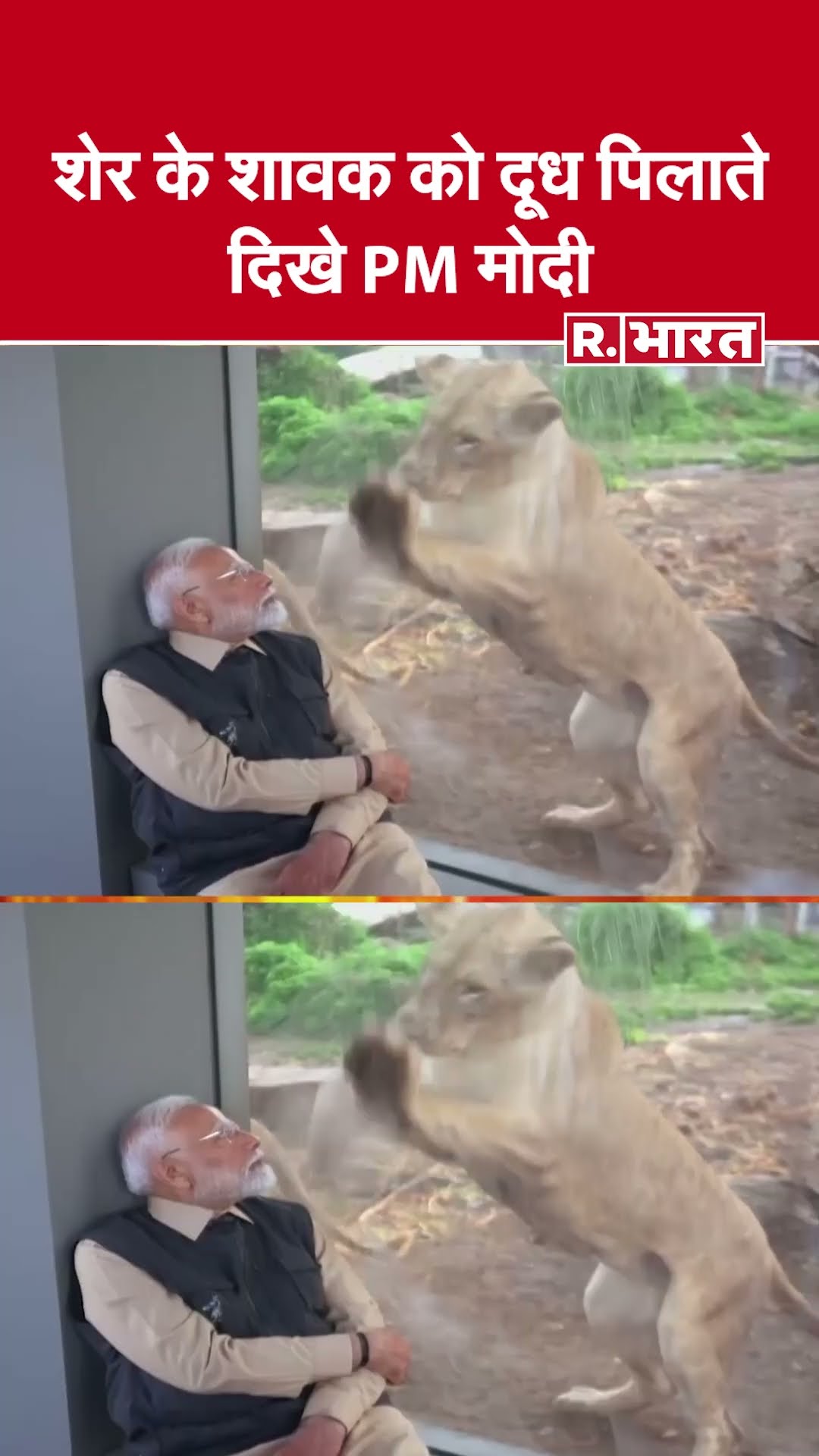 #WATCH | शेर के शावक को दूध पिलाते दिखे PM Modi, देखिए Vantara वन्यजीव संरक्षण केंद्र का दौरा