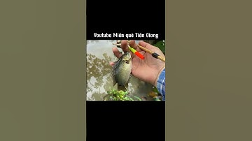 Đây là lý do tại sao lại thích câu cá rô đồng #miềnquêtiềngiang #câucá #câucárôđồng #mồicâucá