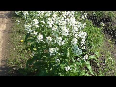 Видео: Цветение растения хрена: что делать с цветами на хрене