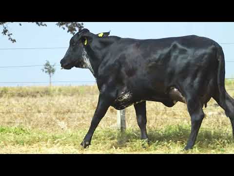 LOTE 10 6888CD