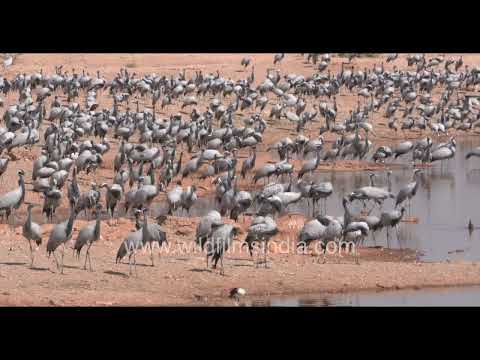Thousands of Demoiselle cranes gather near a water body in Khichan