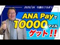 【鳥海さんのフカボリ】旅行好きは必見！超お得なキャンペーン実施中「ANA Pay」を紹介します！