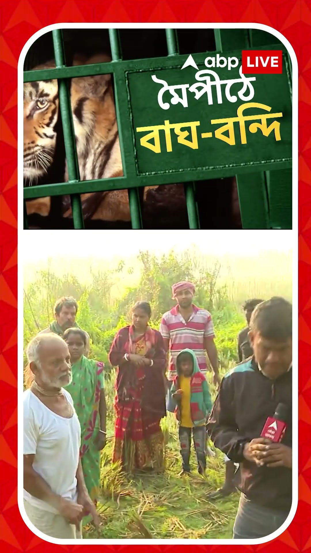 'হঠাৎ বাঘ এসে হামলা করে', বাঘ ধরা পড়লেও এখনও আতঙ্কিত স্থানীয়রা