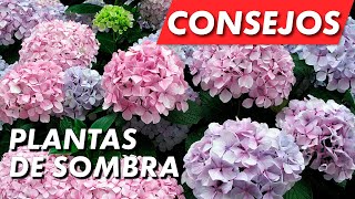 8 plantas para las zonas de sombra de tu jardín