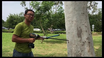 How to extract 12 mm cores from Eucalyptus trees using Smartborer