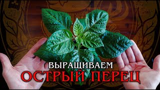 Самые острые перцы. Как вырастить рассаду.