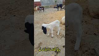 qurbani ke lia ketne ka lo #shorts #qurbani #viral