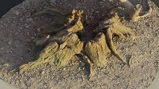 Tree Stump Low - close up - Sunset HDRI