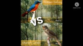 TLEDEKAN GUNUNG GACOR VS SIKATAN LONDO GACOR 2021 cocok untuk masteran burung murai  kacer cucak ijo