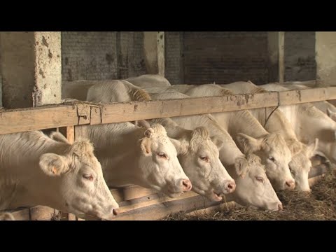 Mėsinių galvijų auginimas – rizikingas