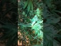 Medical MARIJUANA HIGH-CBD Flower!!! Medical MARIJUANA HIGH-CBD Flower!!!
