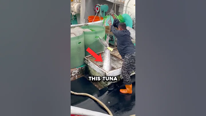 Why Bluefin Tuna Is Worth $1 Million 🤯