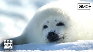 Baby Harp Seal Learns to Swim | Frozen Planet II | BBC America