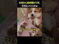 お母さん初体験のコギ、子犬にパニックｗ