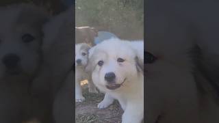 Smiling puppy #puppy #puppies #cute #dogs #familyfarm #farm