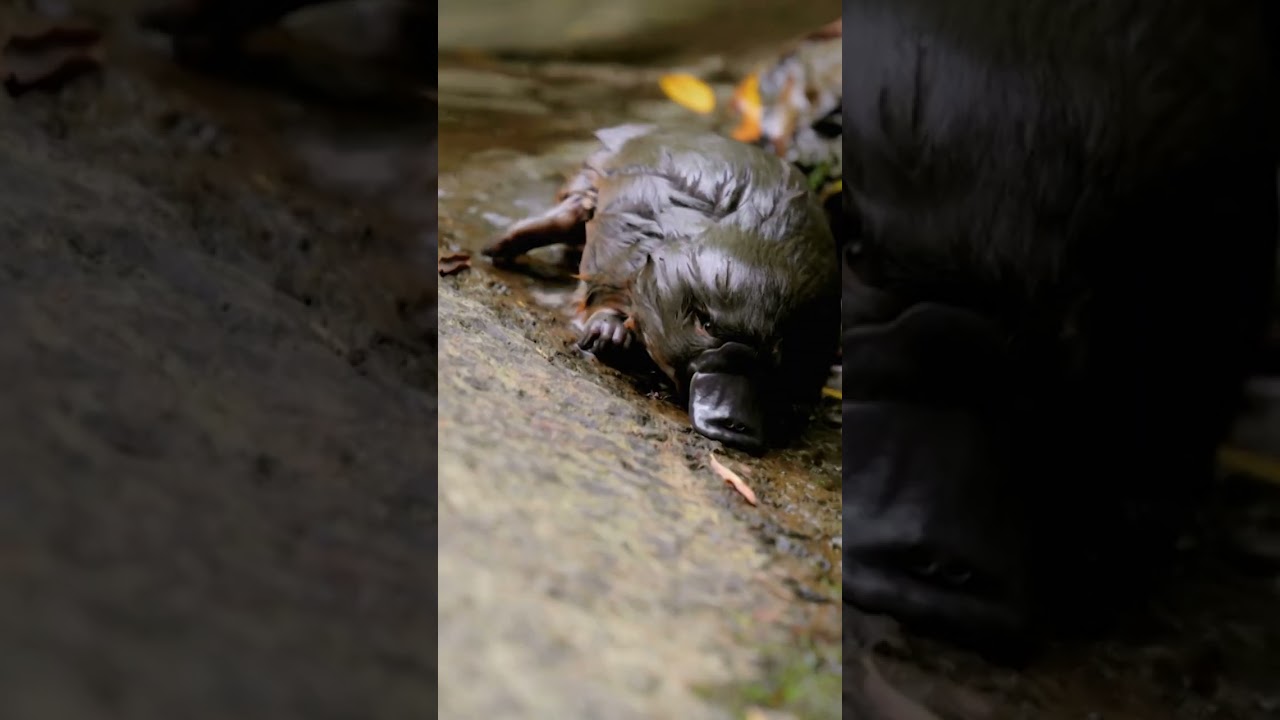 Детёныши утконоса такие уязвимые и такие неуклюжие! 