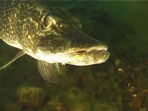 Video: Kde žijí Zlaté Rybky V Přírodě