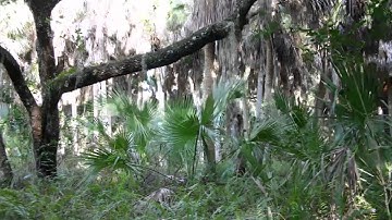 MiniDF commercial 2 1