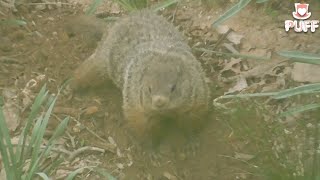 Groundhog digging a hole #Digging #groundhogHole