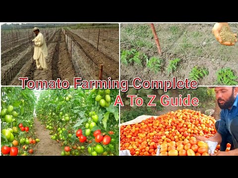 Tomato Vertical Farming Complete Guide: Building Trellis, Best Pesticide & Fertilizer, 3G Technique