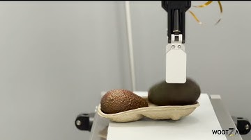 Avocado Packing Robot