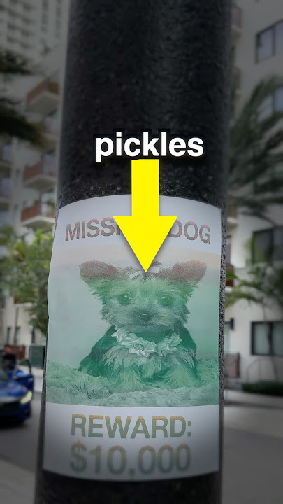 I Found a Missing Dog