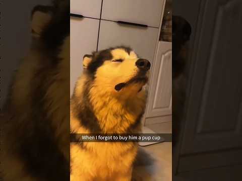 Dogs being idiots part 191 🤣🐕 #funnydog #funnypet #cutedog #dog #pets #shorts