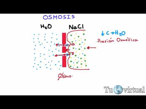 Video: ¿Afecta la presión a la ósmosis?