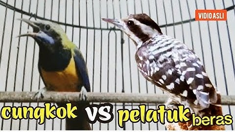 CUCAK CUNGKOK VS PELATUK BERAS 45 TEMBAKAN KASAR SANGAR