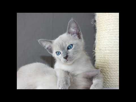 Video: Nette Katzenrassen Mit Schönen Blauen Augen