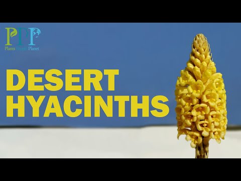 Video: What is Desert Hyacinth: Information om ørkenhyacintdyrkningskrav