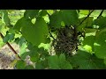 How to update the mockingbird nest is in the grapes plants nature wide open transit farm