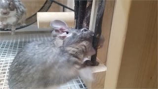 degu デグー　自作のなんちゃってかじかじフェンス　必死にかじってくれる姿がカワイイです。。